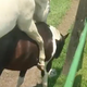 Illustration for article titled Greg Norman Shares A Tasteful Video Of His Horses Fucking